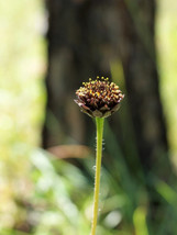 50 Rayles Sunflower Helianthus Radula Pineland Native Yellow Brown Flowe... - $9.90