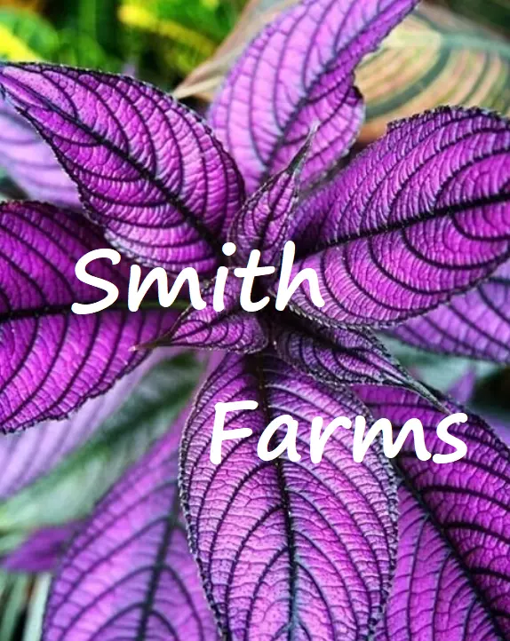 Best 25 of Seeds Purple Persian Shield Flowers Beautiful Groundcover Gar... - $5.88