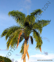 BPASTORE 5 Seeds Store Syagrus Romanzoffiana @Queen Palm Tree Exotic Tropical Ra - $14.96