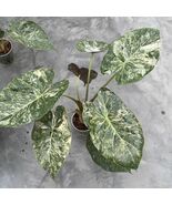 Alocasia Wentii Variegata Pink Frekkels Variegated Rare Live Starter Pla... - $13.99+
