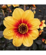 PSA Dahlia Sunshine 3 Plant Divisions Dark Foliage Summer Flower Fast Gr... - €45,21 EUR PSA Dahlia Sunshine 3 Plant Divisions Dark Foliage Summer Flower Fast Gr... - €45,21 EUR