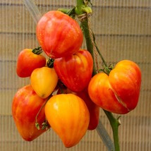 Heirloom Tomato Seeds - Willard Wynn Variety, Pack of 5 - Grow Your Own Luscious - £5.50 GBP