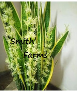 HSeeds 10 Seeds Mother-In-Law&#39;S Tongue Flower Flowering Planting Garden ... - $9.44 CAD
