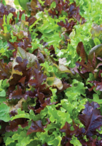 Gourmet Blend Lettuce Seeds Xà Lách Mix Romaine Lollo Green Leaf Red Leaf Ashley - $8.13