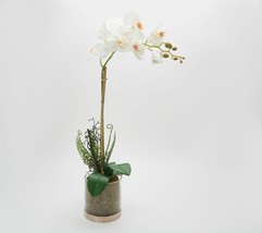 Real Touch Orchid Plant in a Wooden Moss Vase by Peony in White - £46.65 GBP