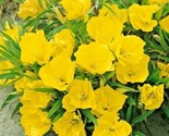 Yellow Sedum Yellow Acre, Flowering Ground Cover 100  Pure Seedheirloom ... - $6.58