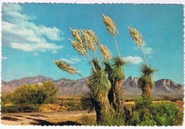 Arizona Postcard Spanish Bayonet Desert Yucca - £1.69 GBP