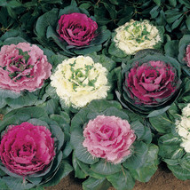 50 Ornamental Cabbage Seeds (Brassica oleracea) - £7.91 GBP