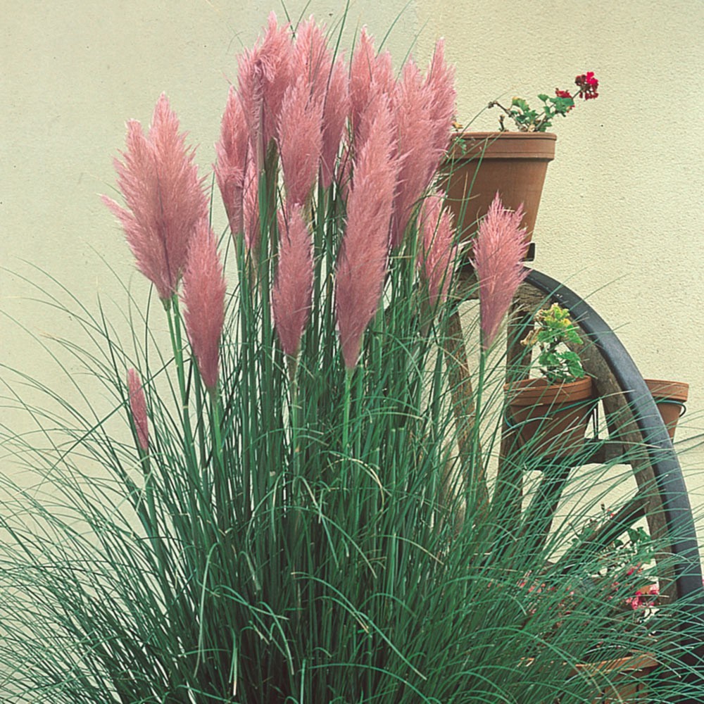 100 Pink Pampas Grass Flower Seeds (Cortaderia selloana) - $8.99