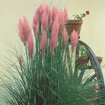100 Pink Pampas Grass Flower Seeds (Cortaderia selloana) - £7.12 GBP
