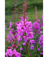 100 Fireweed Flower Seeds (Epilobium Angustifolium) - €7,77 EUR