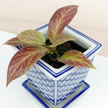 Item image 1 image 1