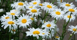 SR12Store Alaska Shasta Daisy Seeds 100ps US Product - £6.47 GBP