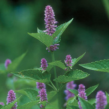 BEST  Hyssop Seeds 300 Seeds Heirloom - Non-Gmo Herb Seeds - $3.89