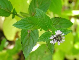 100 Seeds Peppermint - Herb - (Mentha Piperita) - £6.26 GBP