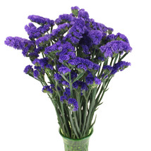 50 Purple Statice Seeds (Limonium Sinuatum)  - £6.36 GBP
