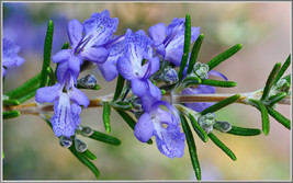 50 Seeds Rosemary (Rosemarinus Officinalis) - £6.38 GBP