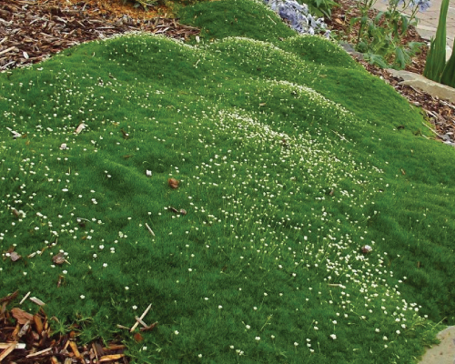 100 Irish Moss Seeds (Sagina Subulata)