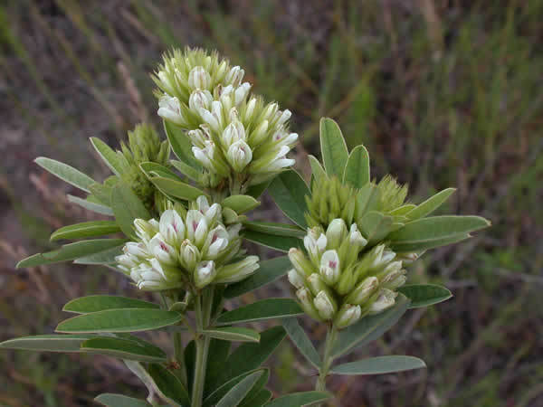 50 Seeds Clover - Round Headed Bush (Lespedeza Capitata)