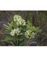 50 Seeds Clover - Round Headed Bush (Lespedeza Capitata) - €6,90 EUR