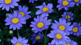 25 Seeds Blue Daisy (Felicia Heterophylla Blue) - £6.36 GBP
