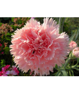 50 Seeds Carnation (Dianthus Caryophyllus Chabaud) La France - $7.99