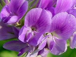 100 Medicago Sativa Purple Alfalfa Perennial Flower Seeds Ground Cover - £13.97 GBP
