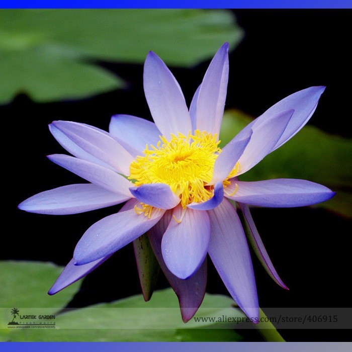 New Fresh New Light Purple Water Nymph Flower Seeds Pack 1 Seed / Pack P... - $3.42