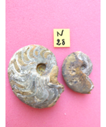 2pcs of Manticoceras Goniatite Mineral fossil Devonian Moroccan fossils - $500.83 MXN
