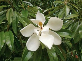 SEPTH Magnolia grandiflora | Southern or Large-Flowered Magnolia | Bull Bay | 40 - £2.34 GBP