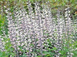 50 Seeds WHITE WILD (False) INDIGO Native Wildflower Perennial Nitrogen-Fixing - £13.18 GBP