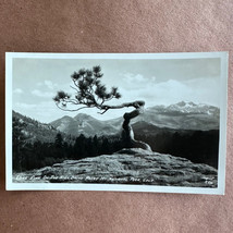 Sanborn RPPC Postcard Lone Pine on the High Drive Rocky Mt National Park CO - £6.84 GBP