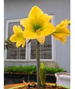 Amaryllis Bulb Yellow Flowers - $11.05
