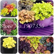 NEW 100PCS Mixed Heuchera Bonsai Seeds Coral Flower Coral Bells* Easy To grow - $8.91