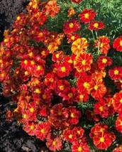 French Marigold Disco Red Flowers In Gardens Non-GMO 100 + Pure Seeds - £6.76 GBP