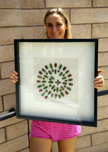 Amazing Spiral Artwork 54 Real Jewel Beetles In Display - £237.64 GBP