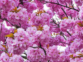 10 Japanese Flowering Cherry Tree Oriental Prunus Serrulata Flower Seeds... - $9.90