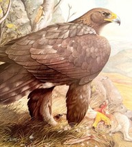 Golden Eagle Art Print Color Plate Birds Of Prey Vintage Nature 1979 DWT11A - £27.51 GBP