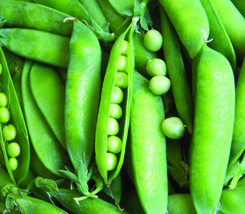 Fresh Garden Lincoln Pea Seeds 25 Ct Bush Pea Pod Vegetable NON-GMO Heirloom - £7.88 GBP