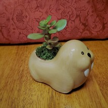 Walrus Animal Planter with Succulent, Jade Plant, Crassula ovata obliqua image 2