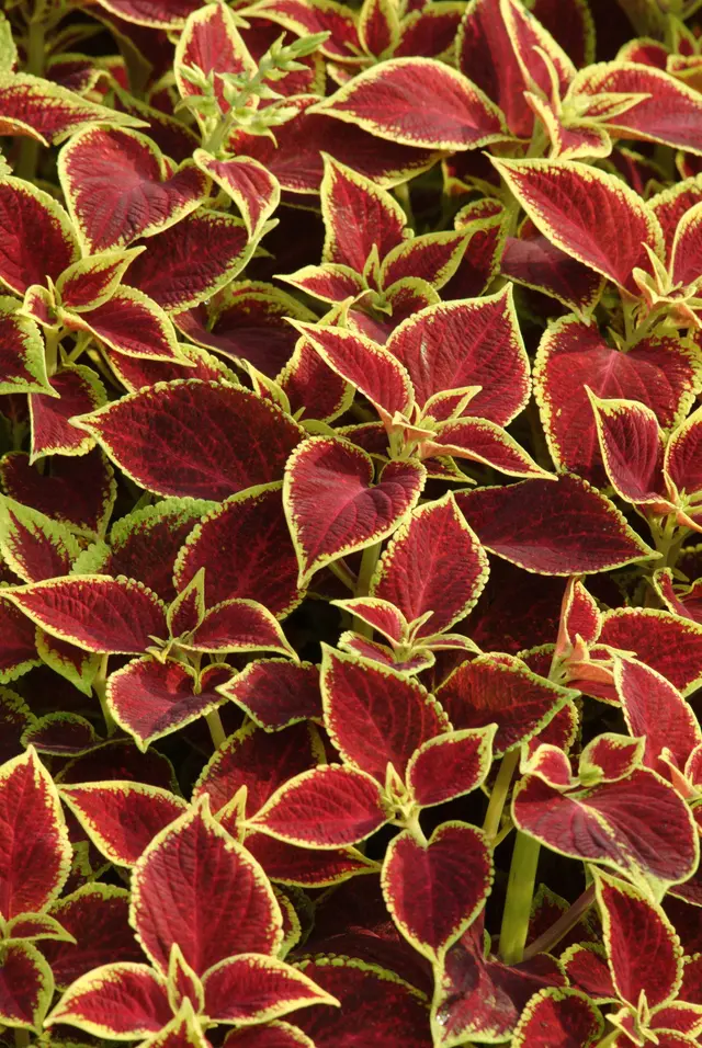 Evanthia coleus premium sun crimson gold scaled thumb200