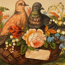 Birds Trade Card 395 Victoria Vintage Print - $4.94
