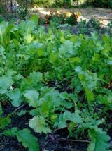 Seven Top Turnip Seed, 1 Pound, Best For Greens, Heirloom, NON GMO, USA ... - $37.98