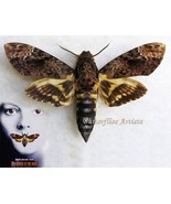 Large Owl Moth Erebus Eupatula Macrops Female Real Framed Entomology Shadowbox - $84.99