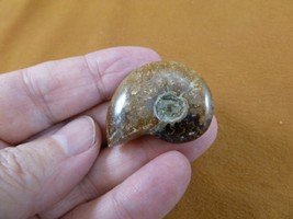 (F415-3) 1-3/8&quot; Ammonite fossil ammonites extinct marine molluscs shell ... - £8.16 GBP