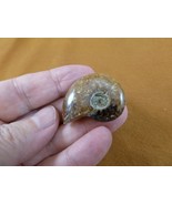 (F415-3) 1-3/8&quot; Ammonite fossil ammonites extinct marine molluscs shell ... - £8.12 GBP