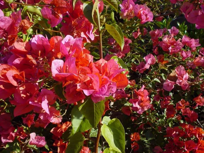 6 &#39;Rosenka&#39; Bougainvillea- Gold Orange to Rosey Red Pink UNROOTED 4-8 Cuttings - £20.37 GBP