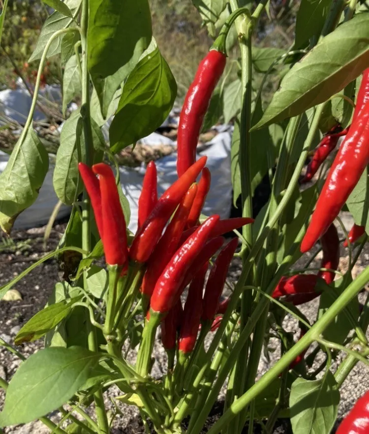 Lot Of 3 Red Thai Dragon 75 Day+ Old Super Hot Pepper Live Plants - £31.84 GBP