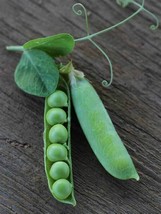 25 Ct Thomas Laxton Pea Pod Garden Heirloom Vegetable Seeds - £15.42 GBP