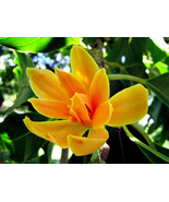 20 Michelia champaka garden plant Seeds for sale/ Tropical plant seeds online  - £2.39 GBP